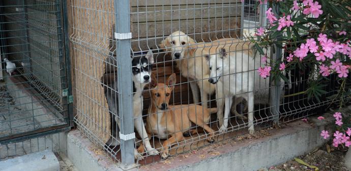 Beylikdüzü Belediyesi’nden,Hayvan severlere müjdeli haber