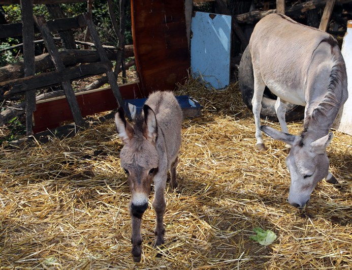 Ölüme terk edilen eşek aşık olunca hayata tutundu