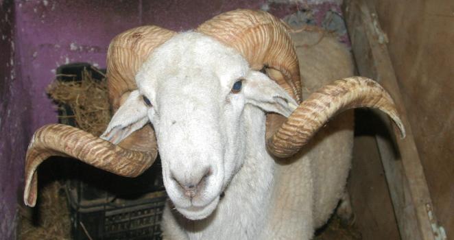 Kaçak kurban uyarısı