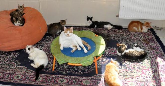 Büyükçekmece’de kedi evi var