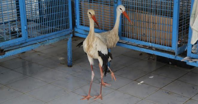 Yaralı Leyleklere Belediye Şefkati