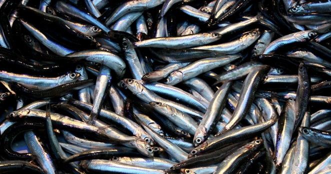 Maltepe’de “Hamsi Şöleni”