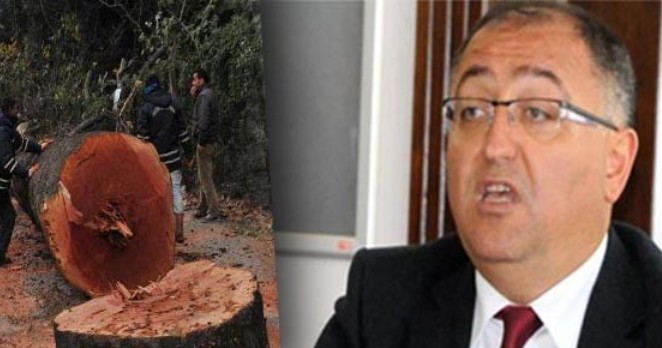 Başkan Salman ‘ağaç kesme’ kararını savundu