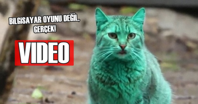 Yeşil renkli kedinin sırrı ne? – VIDEO