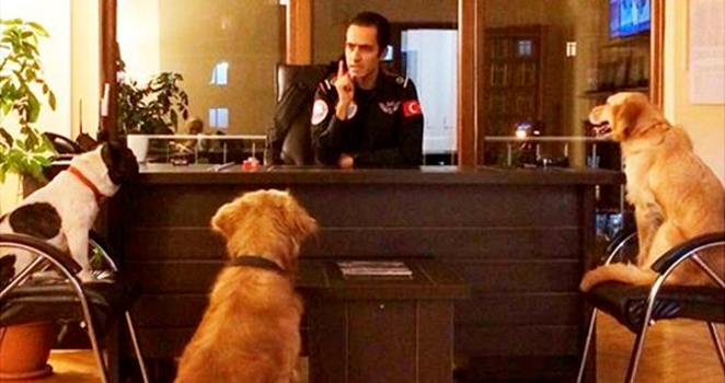 Sosyal medya bu köpekleri konuşuyor