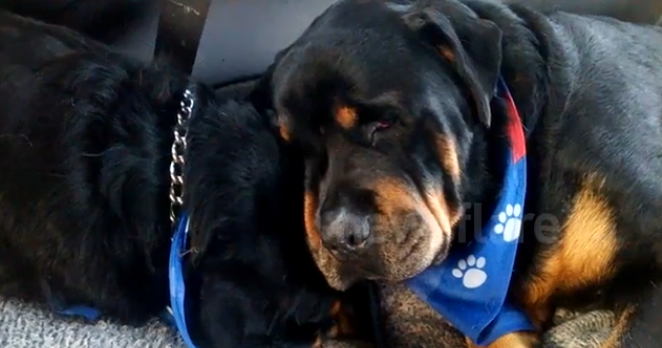 Brutus, ölen kardeşi için gözyaşı döktü