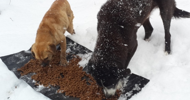 ‘Çatalca Belediyesi Sokak Hayvanlarına Olan Sorumluluklarını…’