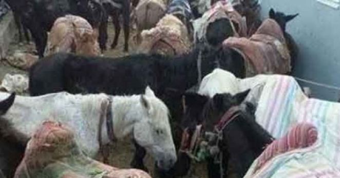 Mahkeme karar verdi: 97 katır öldürülecek