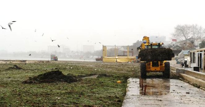 Büyükçekmece sahillerini yosun istila etti
