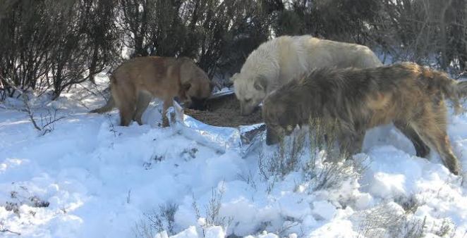 Belediye sokak hayvanlarını unutmadı