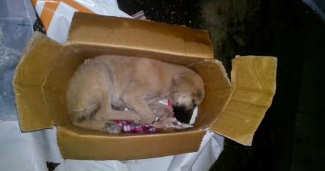 Sahipli veya sahipsiz hiçbir hayvan yaban hayata bırakılamaz