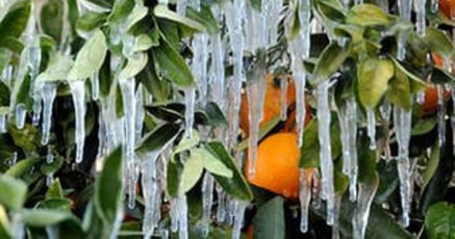 Meteoroloji’den zirai don uyarısı