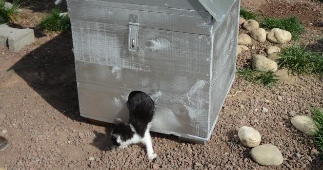 Kedi sandığa girdi