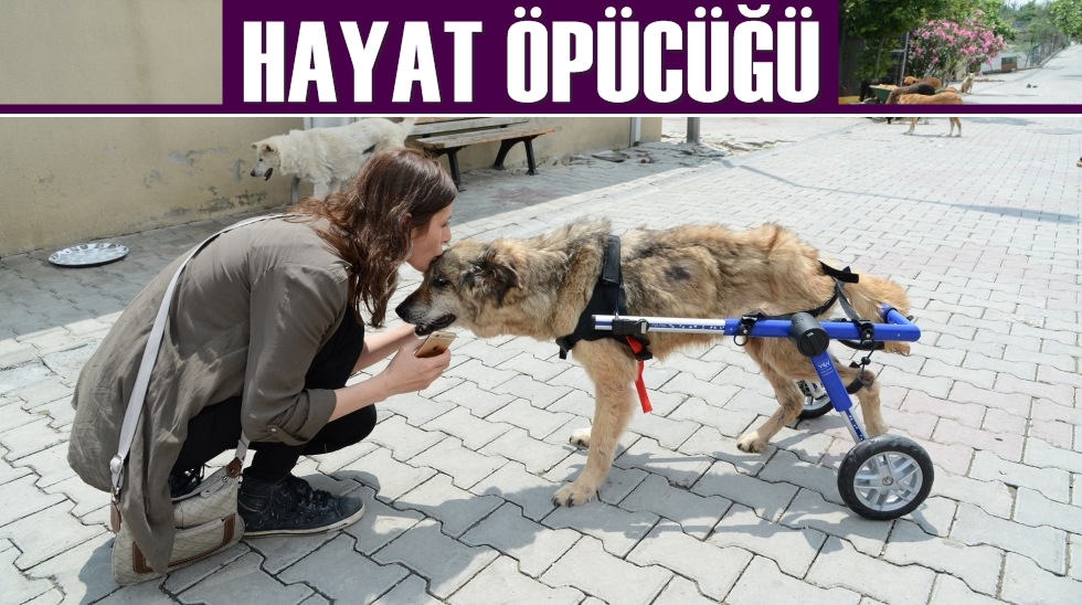 Felçli köpeklerin gözlerinin içi güldü
