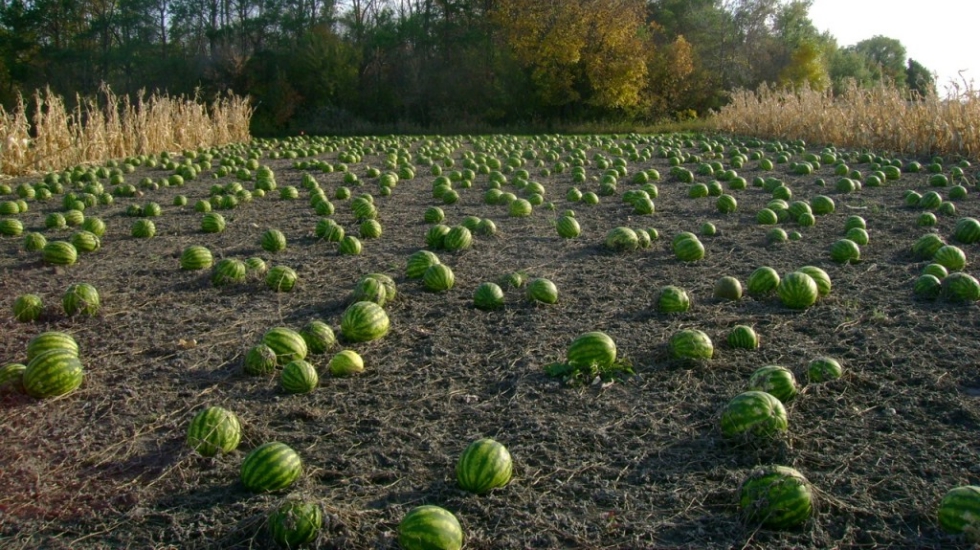 Karpuz tarlada kaldı