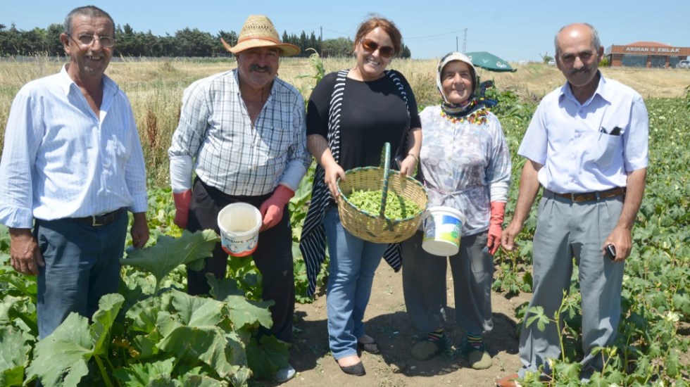 Selimpaşa’lı üreticiler festivale hazırlanıyor