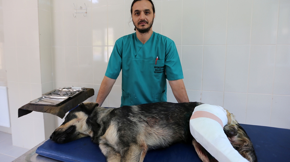 Büyükçekmece’de av tüfeği ile köpeklere ateş açıldı