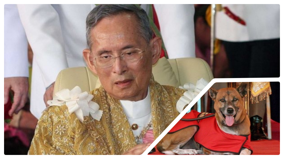 Köpeğe hakaret ettiği gerekçesiyle 37 yıl hapsi isteniyor!