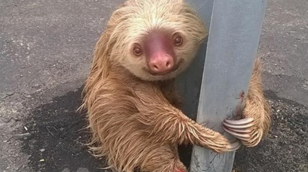 Tembel hayvan bariyer direğine sıkı sıkı sarıldı çünkü…