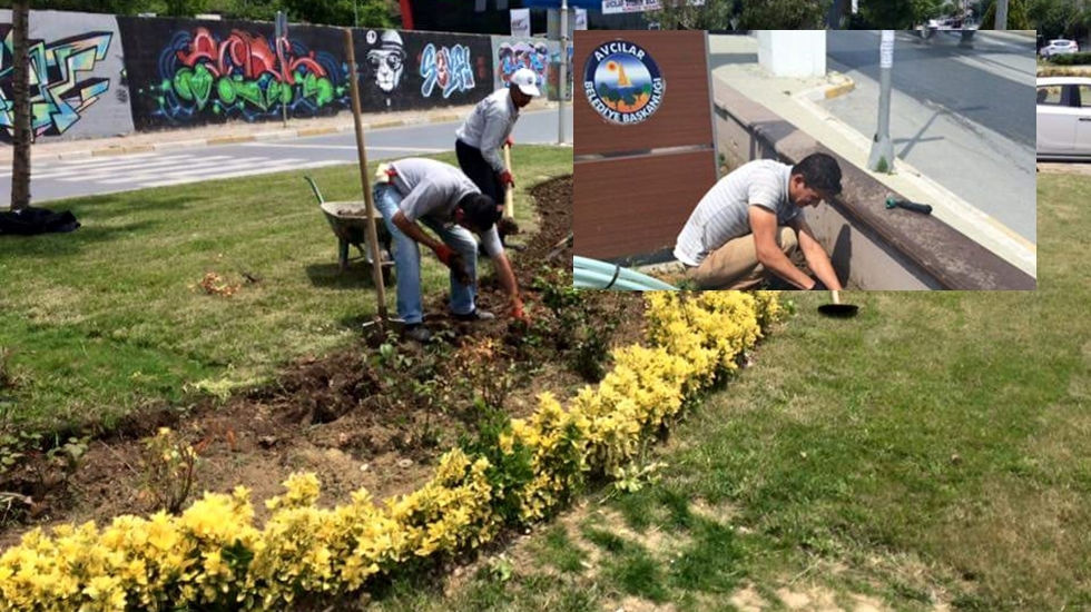 Avcılar çiçek açtı
