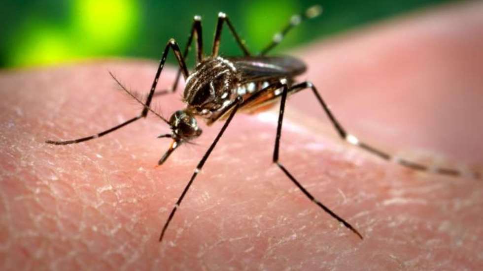 Zika virüsü Avrupa’ya geliyor