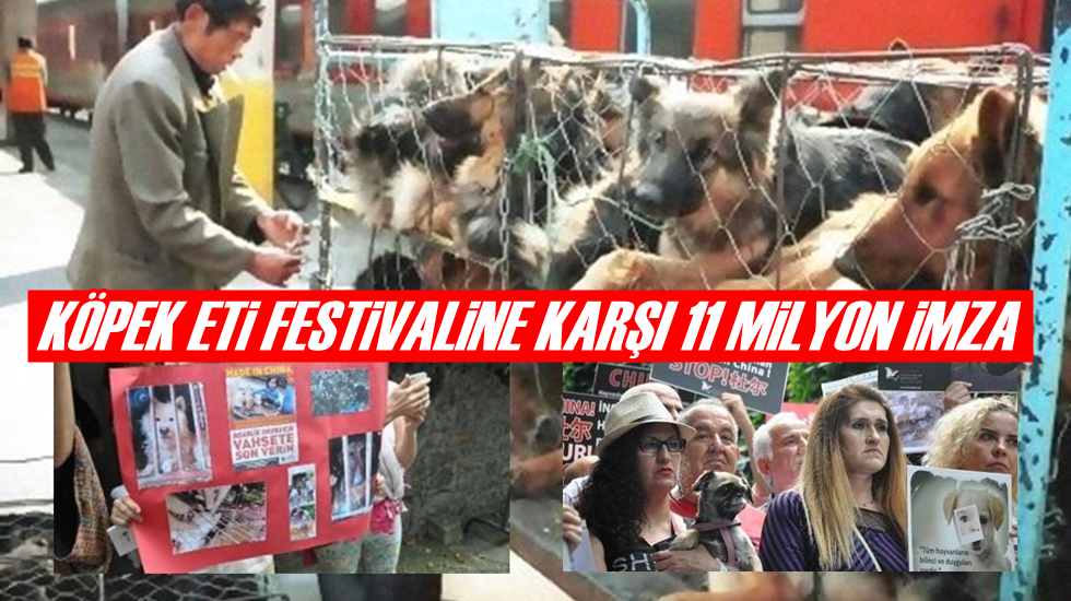 Çin’deki köpek eti festivaline karşı 11 milyon imza