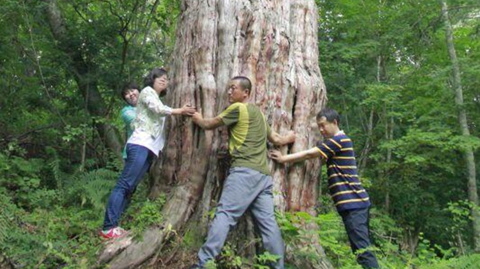 İşte 3 bin yıllık ağaç