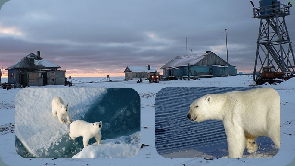 Kutup ayılarının ‘kuşatması altındaki’ meteorologlara yardım ulaştı
