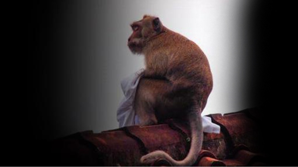 Maymun türbanı çıkardı: İki kabile birbirine girdi, 16 kişi öldü