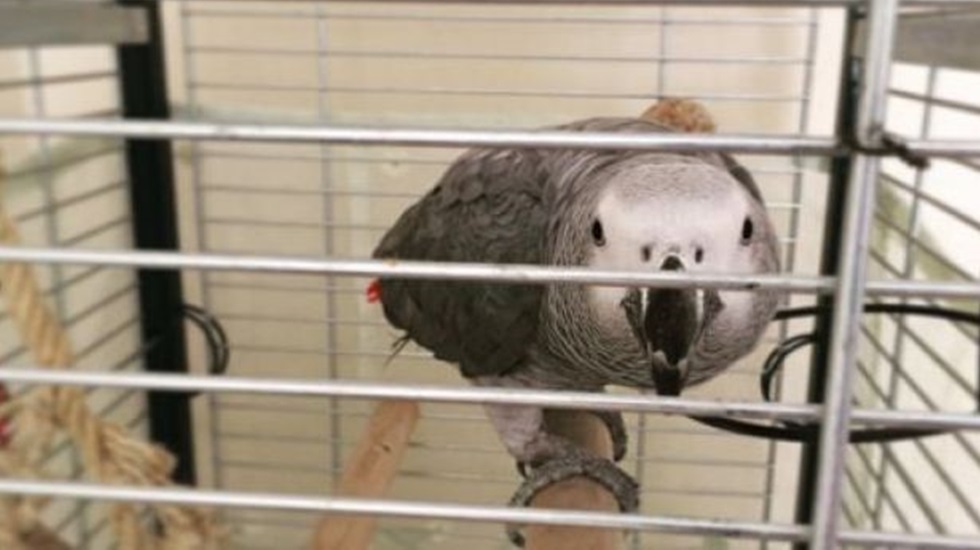 'Annecim, polis' diye uyaran papağanı, polis g&ouml;zaltına aldı