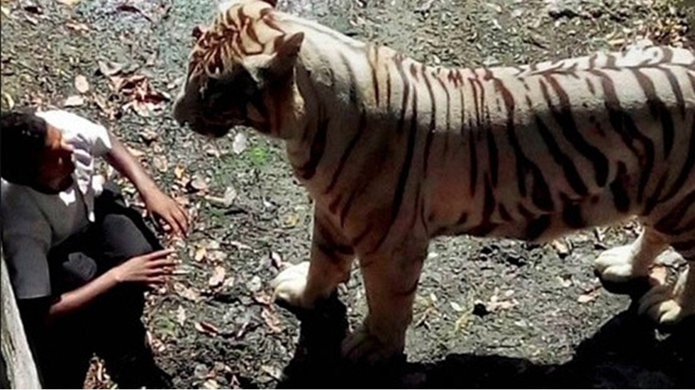 Doğal yaşam parkında kaplan, yanına gelen turisti yedi