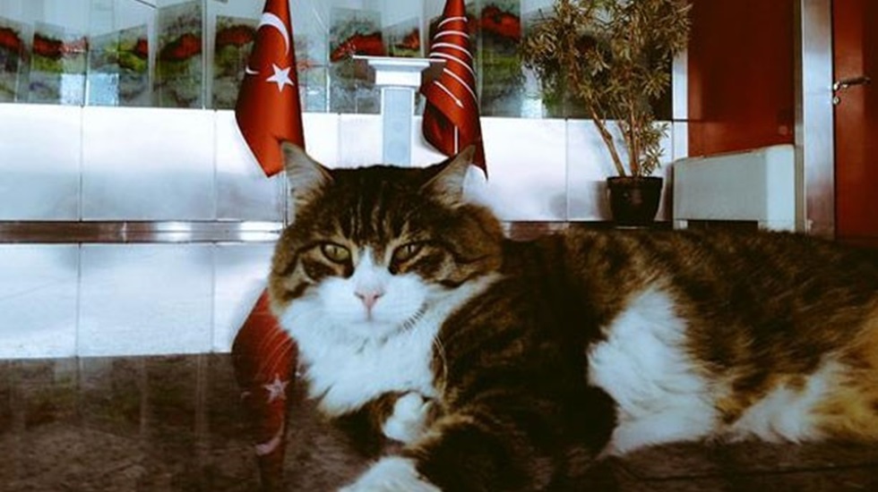 CHP’nin kedisi Şero Bursa’da sokak hayvanları kongresine katılıyor