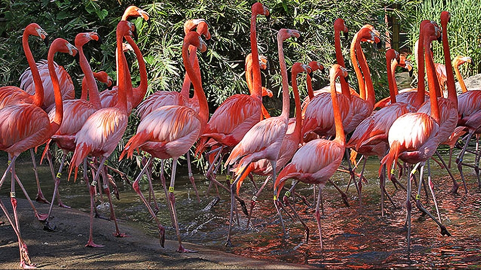 ABD yalanları: Venezuelalılar açlıktan flamingo yiyor!