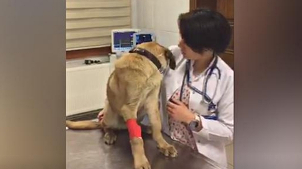 Hastalanan ‘Kuyu’ köpek hayati tehlikeyi atlattı Yeni Soluk