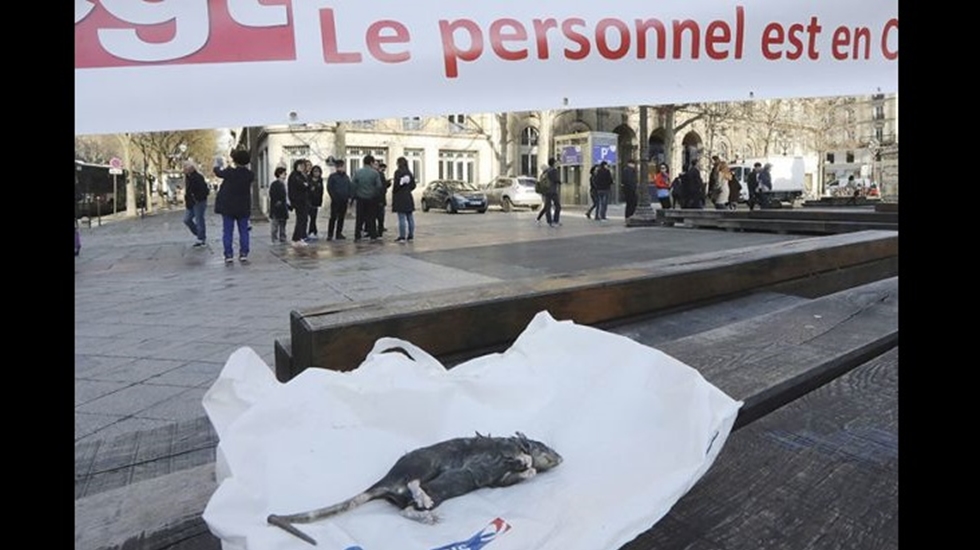 Sıçan avcıları, düşük ücretleri protesto etti