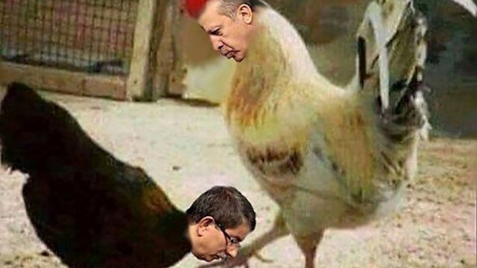 Mahkeme kararı: Horoz tavuktan üstündür, o halde Erdoğan’a hakaret yoktur!
