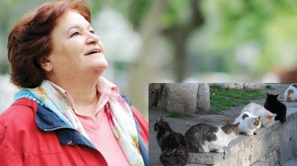 Vicdansızlar Selda Bağcan’ın kedilerini zehirledi!