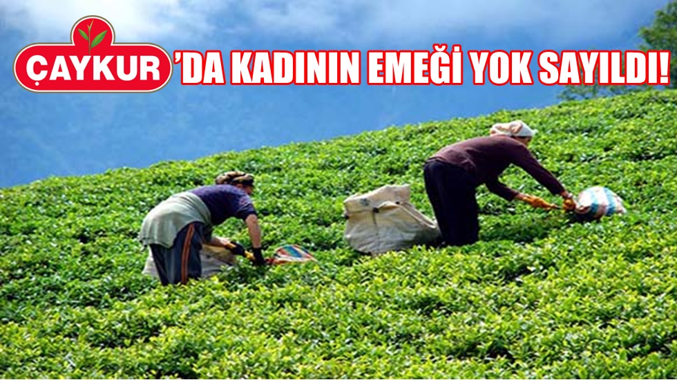 CHP’den, ÇAYKUR’un eleman alımında cinsiyet ayrımcılığı yapmasına tepki