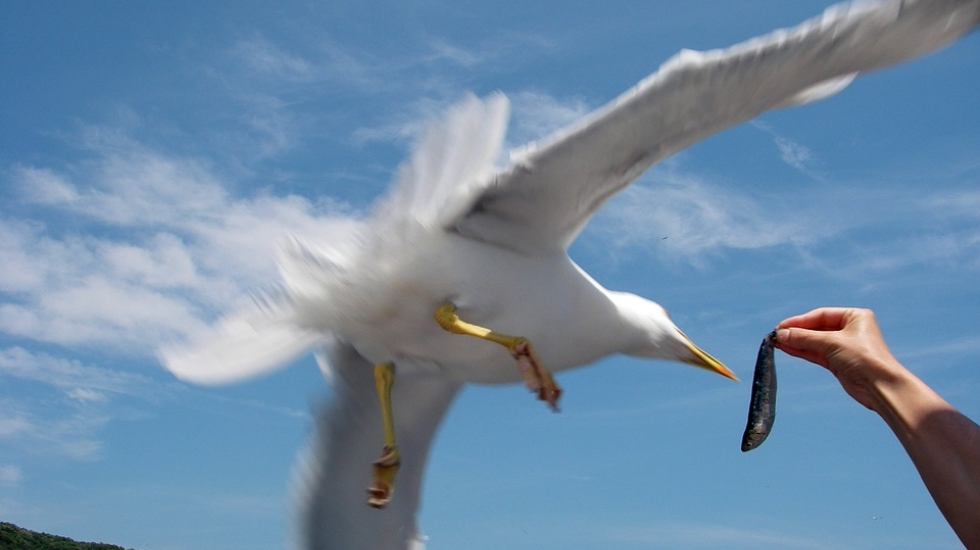 Martı besleyenlere 370 TL ceza!