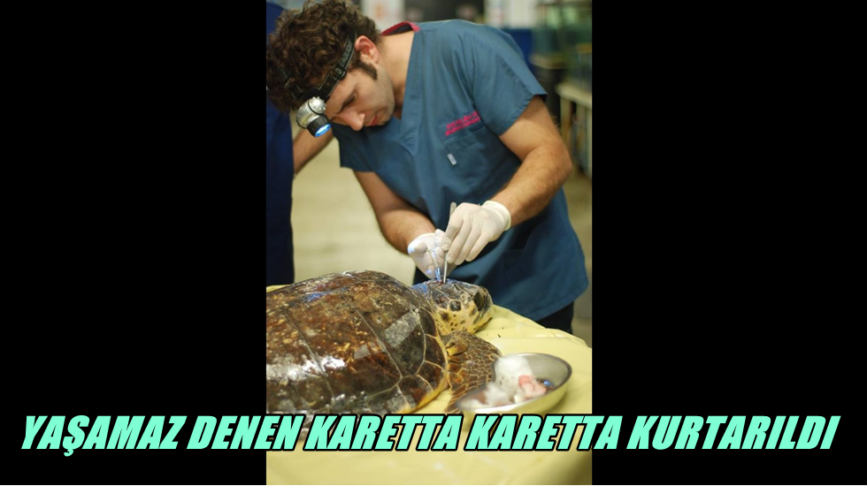 Avcılarlı hekim unutulmuş olan ‘Bal Tedavisi’ ile Karetta Karettayı hayata döndürdü
