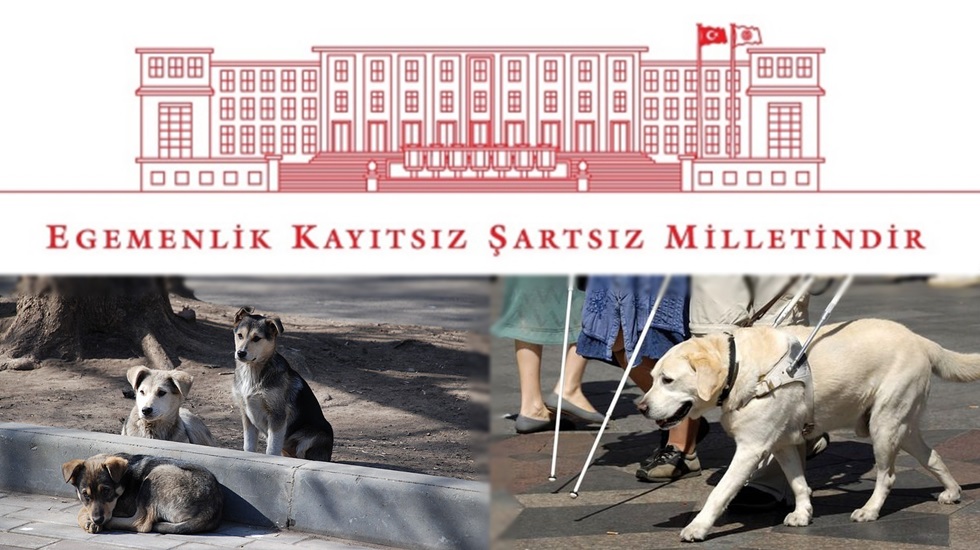 Sokak köpekleri Meclis’e girebiliyor, rehber köpekler giremiyor!