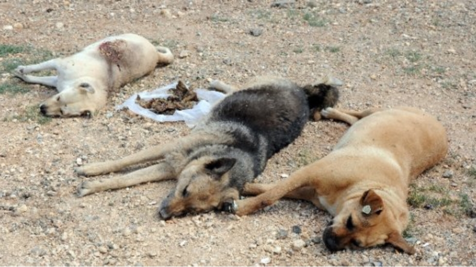 Vahşet! Sinop'ta köpek katliamı