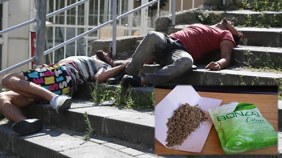 Türkiye Bonzai kullanımında Avrupa ülkeleri arasında birinci sırada