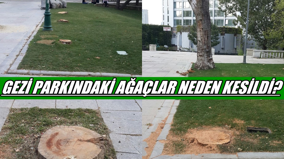 Gezi Parkı’ndaki onlarca ağaç neden kesildi
