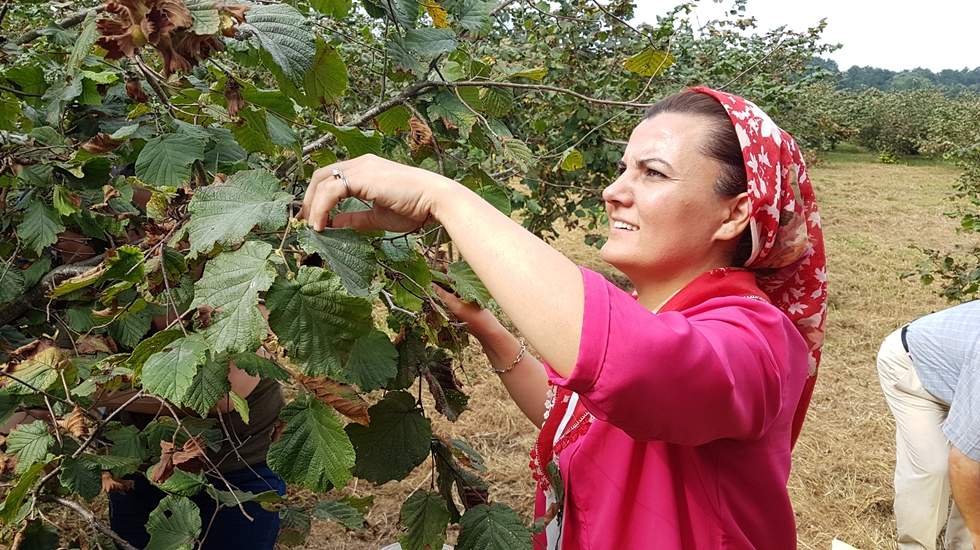 Hürriyet: “Fındık üreticisini ranta teslim etmek, onları ölüme terk etmek demektir”