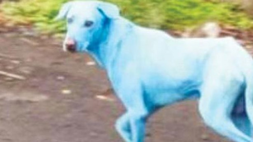 Mavi köpek paniği: Zehirli atıklar mı neden oldu?