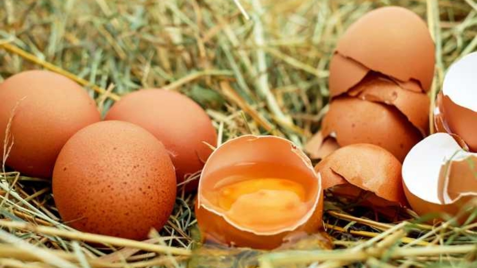 Yumurtada Salmonella riski: Dokunduktan sonra elinizi mutlaka yıkayın!