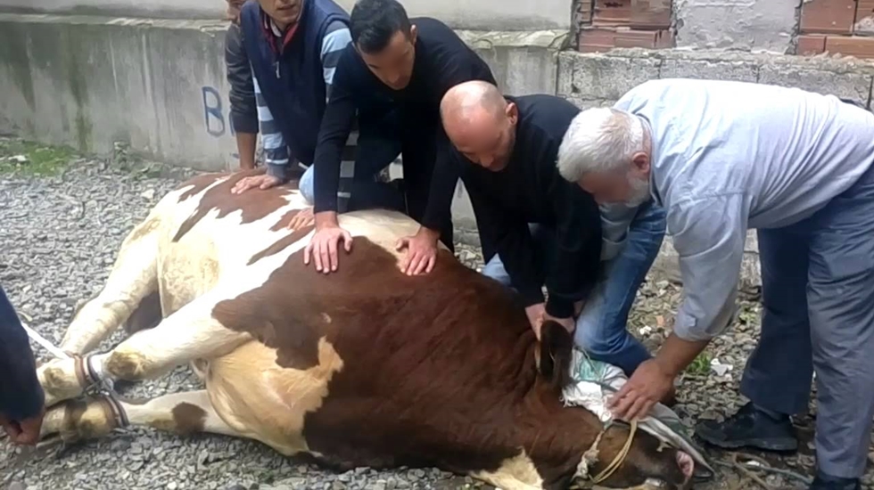 8 emekli birleşirse ancak kurbanlık 'bir hisse' alabiliyor...