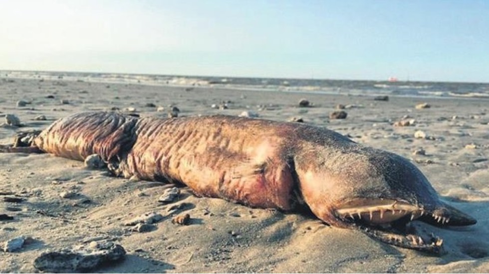 Kasırgadan sonra Texas’ta sahile vuran bilinmeyen bir yaratık