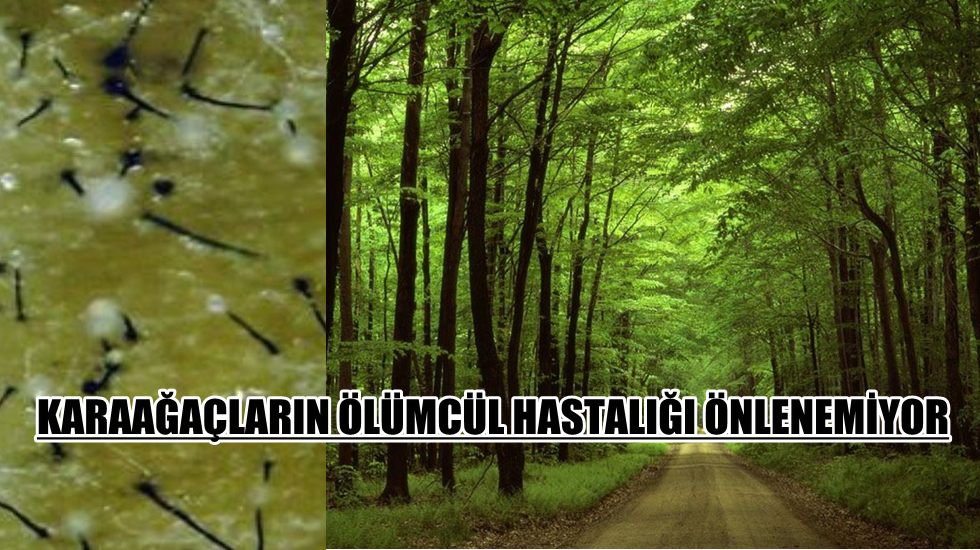 Karaağaçların ölümcül hastalığı önlenemiyor